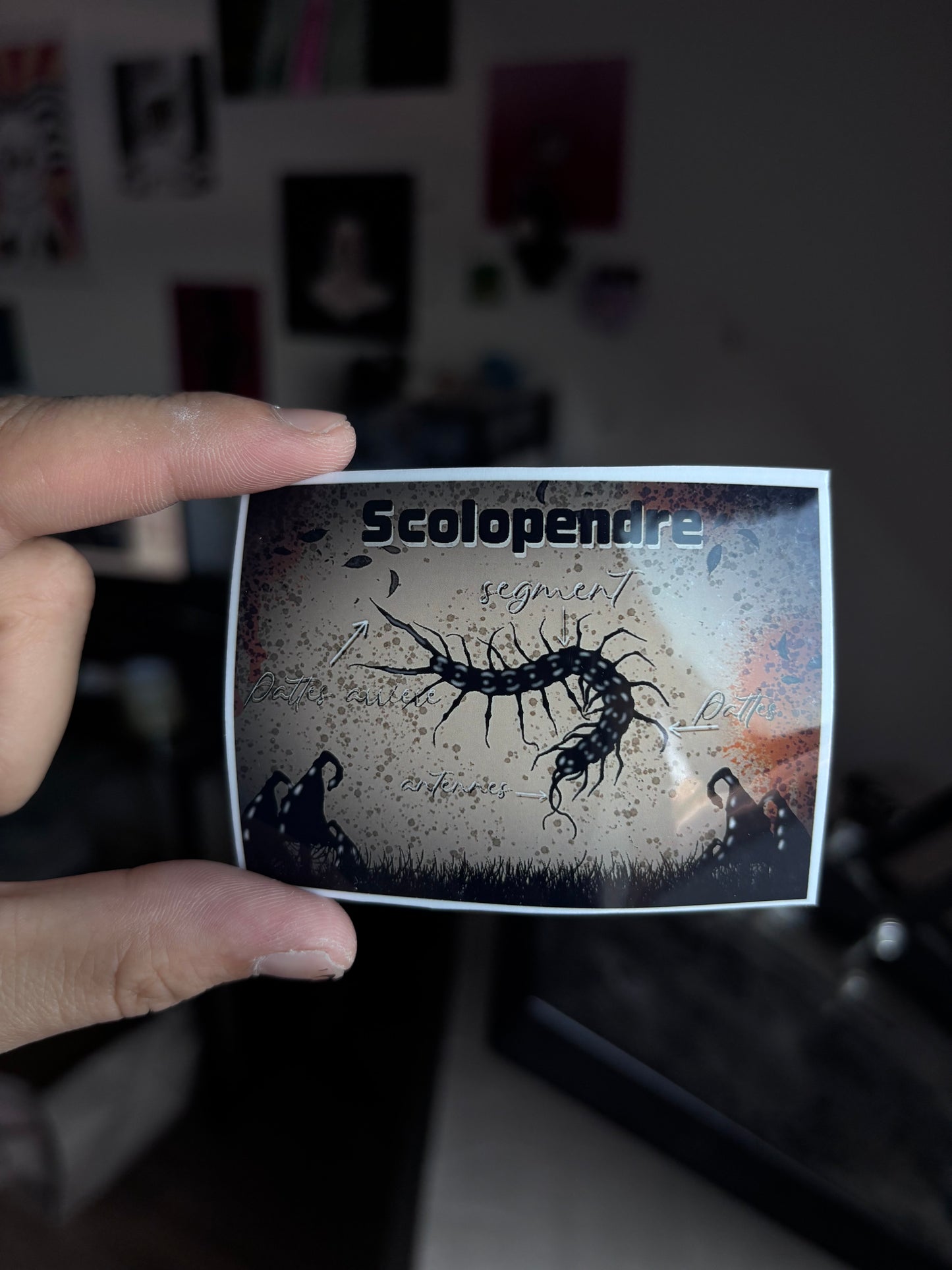 STICKERS FICHE SCIENTIFIQUE SCOLOPENDRE